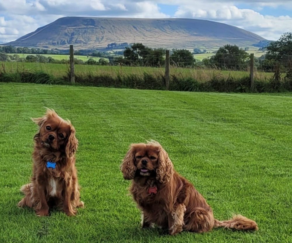 Pet Friendly Holidays at Holgates - Dog friendly accomodation