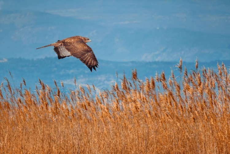 Springwatch Leighton Moss 