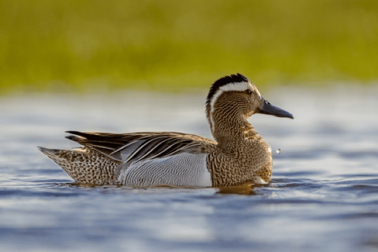 Springwatch Leighton Moss 