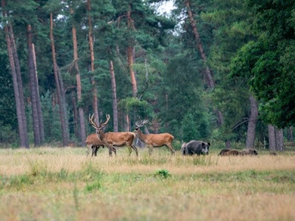 English wildlife